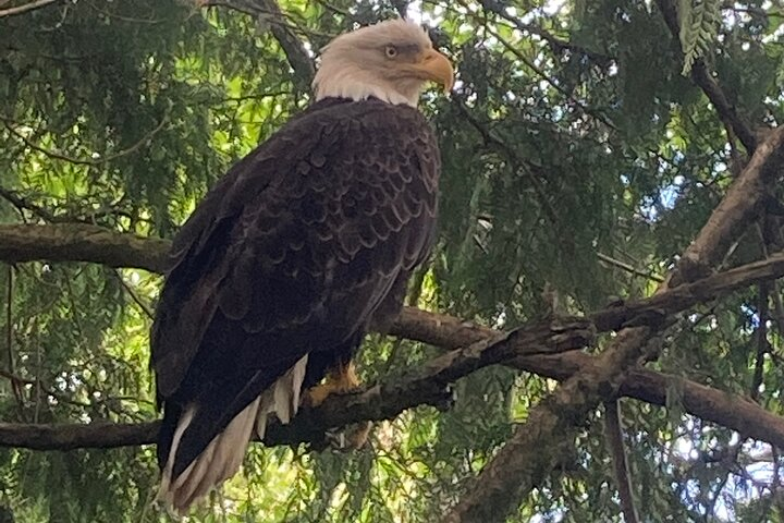 Bald Eagle